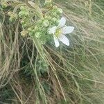 Saxifraga hostii Fula