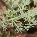 Lomatium grayi Hoja