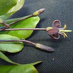 Pittosporum sessilifolium Flor
