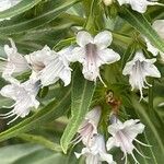 Echium decaisnei Fleur