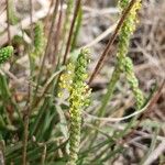 Plantago maritima 花