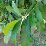Chrysophyllum gonocarpum Leht