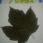 Acer pseudoplatanus 葉