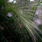 Hordeum jubatum Blatt