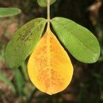 Commiphora mollis Leaf