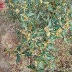 Xanthium spinosum 果實