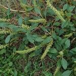 Amaranthus spinosus Цвят