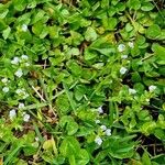 Veronica serpyllifolia Hábito