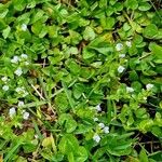 Veronica serpyllifolia Habit