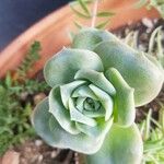 Echeveria derenbergii葉