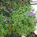 Campanula portenschlagiana Облик