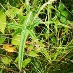 Cirsium vulgare Leaf