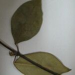 Matelea cremersii Otro