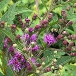 Vernonia fasciculata Flor