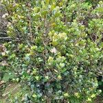 Eugenia buxifolia 形态