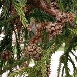 Sequoiadendron giganteum ফল