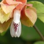 Justicia brandegeeana Flor