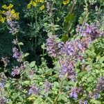 Nepeta grandiflora Hábito