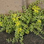 Sedum sarmentosum List