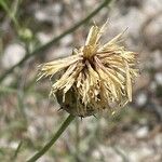 Centaurea salonitana Fruit