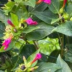 Mirabilis jalapa Flor