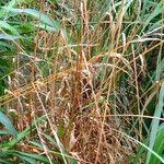 Schizachyrium scoparium Агульны выгляд