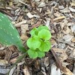 Dichondra carolinensis Leht