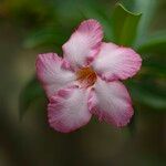 Adenium obesum Flower