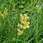 Linaria supina Fiore