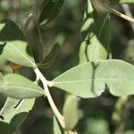 Tarchonanthus camphoratus Leaf