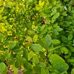 Ilex mucronata Leaf