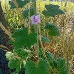 Althaea officinalisപുഷ്പം