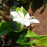 Coffea canephora Flower