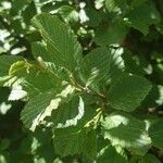 Alnus alnobetula Liść
