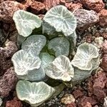 Conophytum maughanii Leaf