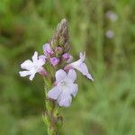 Verbena officinalis Fula