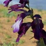 Gladiolus atroviolaceus Blüte