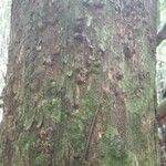 Eschweilera apiculata 樹皮