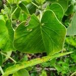 Ipomoea spathulata পাতা