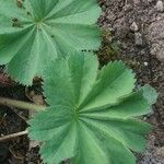 Alchemilla acutiloba Lapas