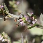 Pedicularis racemosa Хабит