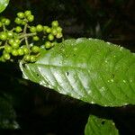 Psychotria jimenezii Leaf