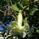 Brugmansia suaveolens 花