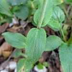 Valeriana montana পাতা