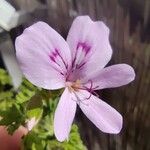 Pelargonium crispum Floare