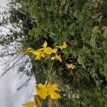 Genista aetnensis Flower