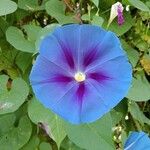 Ipomoea tricolor Flor