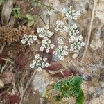 Ammoides pusilla Flor