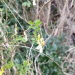 Hippocrepis emerus Flower