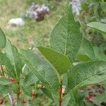 Lonicera alpigena Συνήθη χαρακτηριστικά